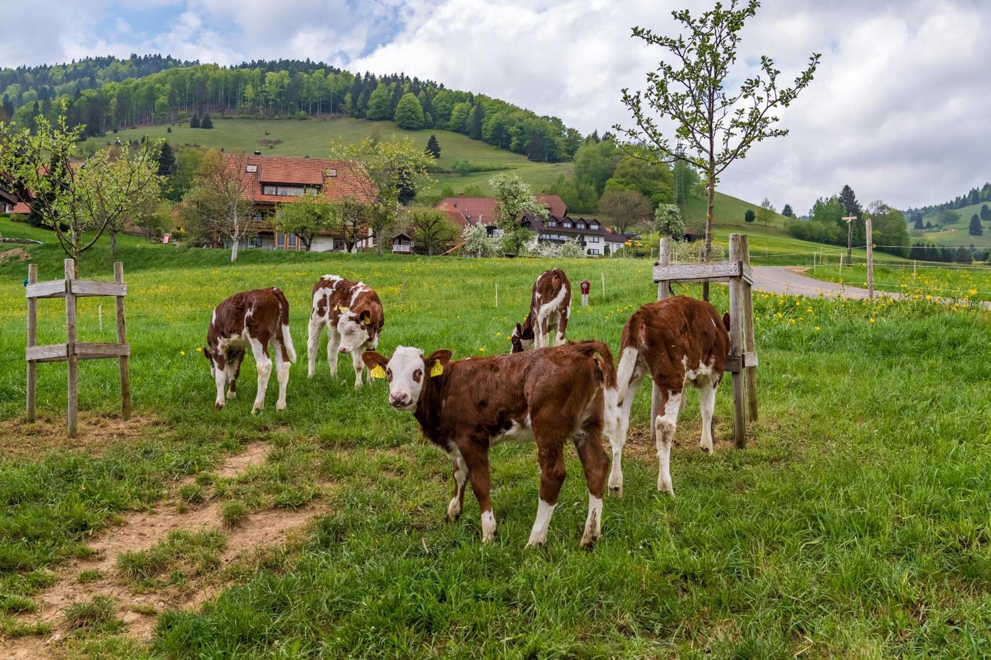 Schwarzwaldliebe Apartment Frohnd Екстериор снимка